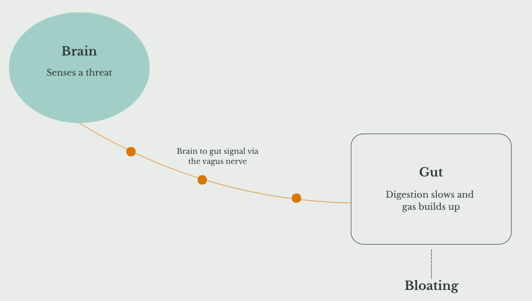 Diagram showing how anxiety signals travel from the brain to the gut via the vagus nerve, causing bloating