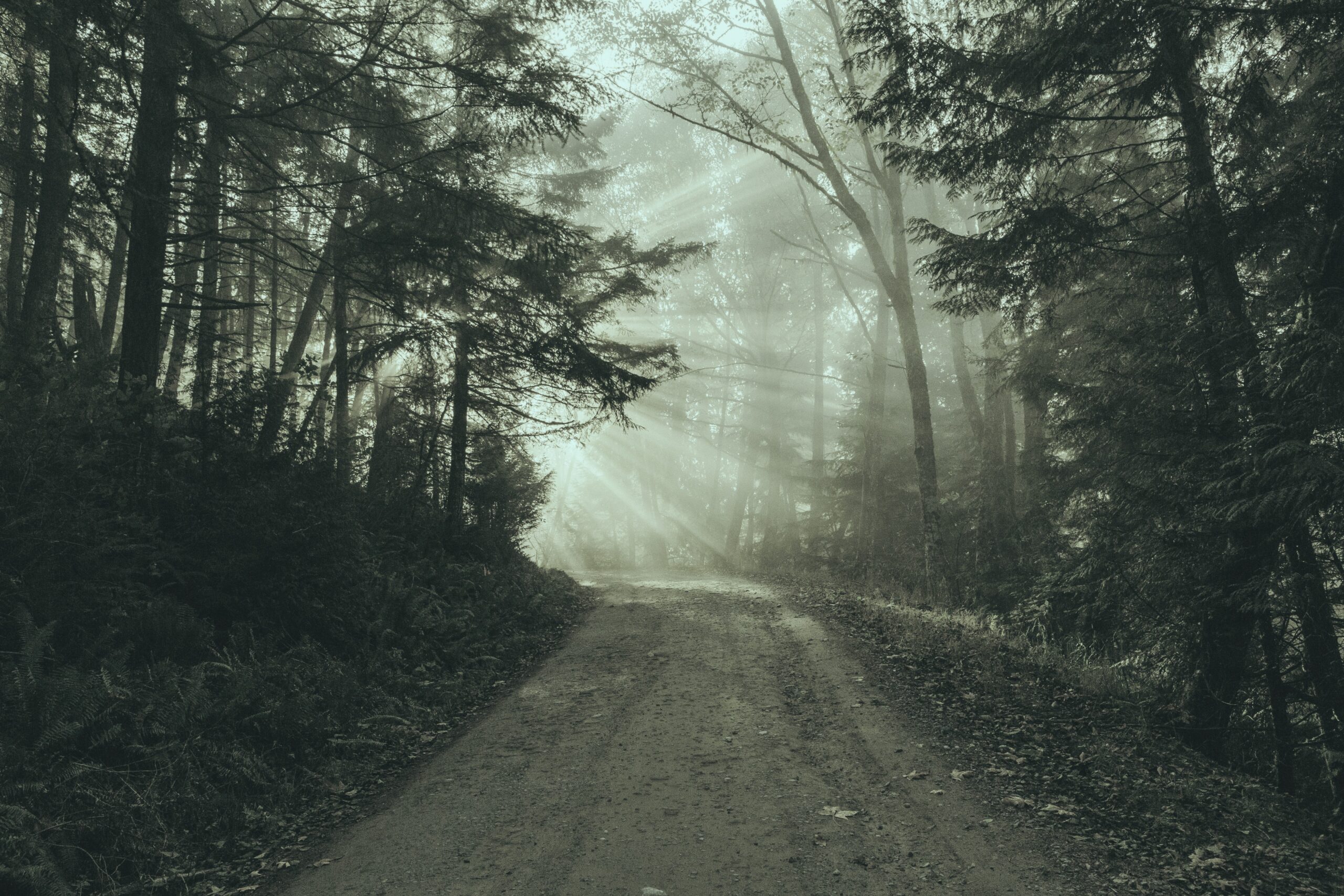 Is RTT therapy legit? A sunlit forest path symbolising clarity through uncertainty.